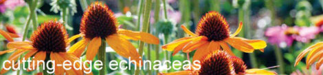 Echinacea Varieties